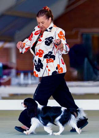 Cavalier King Charles Spaniel for sale by TRESCAVAL