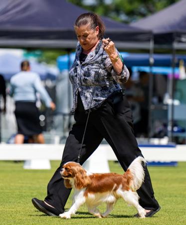 Cavalier King Charles Spaniel for sale by TRESCAVAL