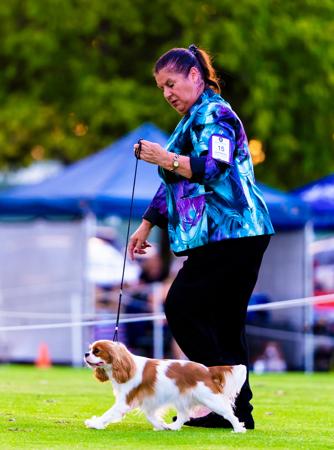 Cavalier King Charles Spaniel for sale by TRESCAVAL