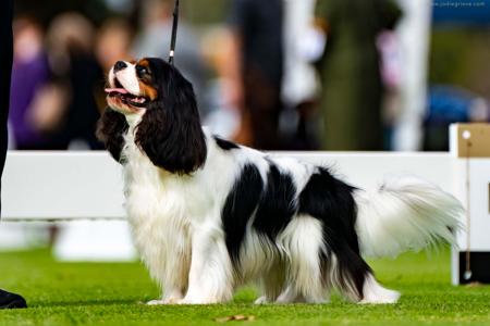 Cavalier King Charles Spaniel for sale by TRESCAVAL