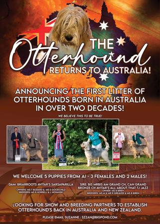 Otterhound for sale by SZZAN