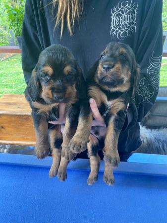 Otterhound for sale by SZZAN