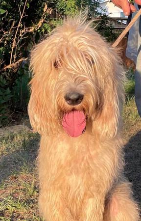 Otterhound for sale by SZZAN