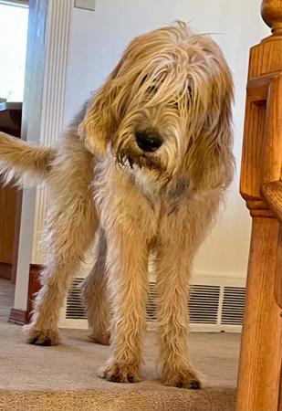 Otterhound for sale by SZZAN