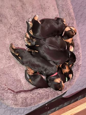 Otterhound for sale by SZZAN