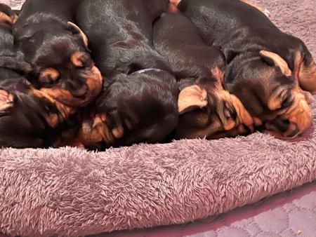 Otterhound for sale by SZZAN