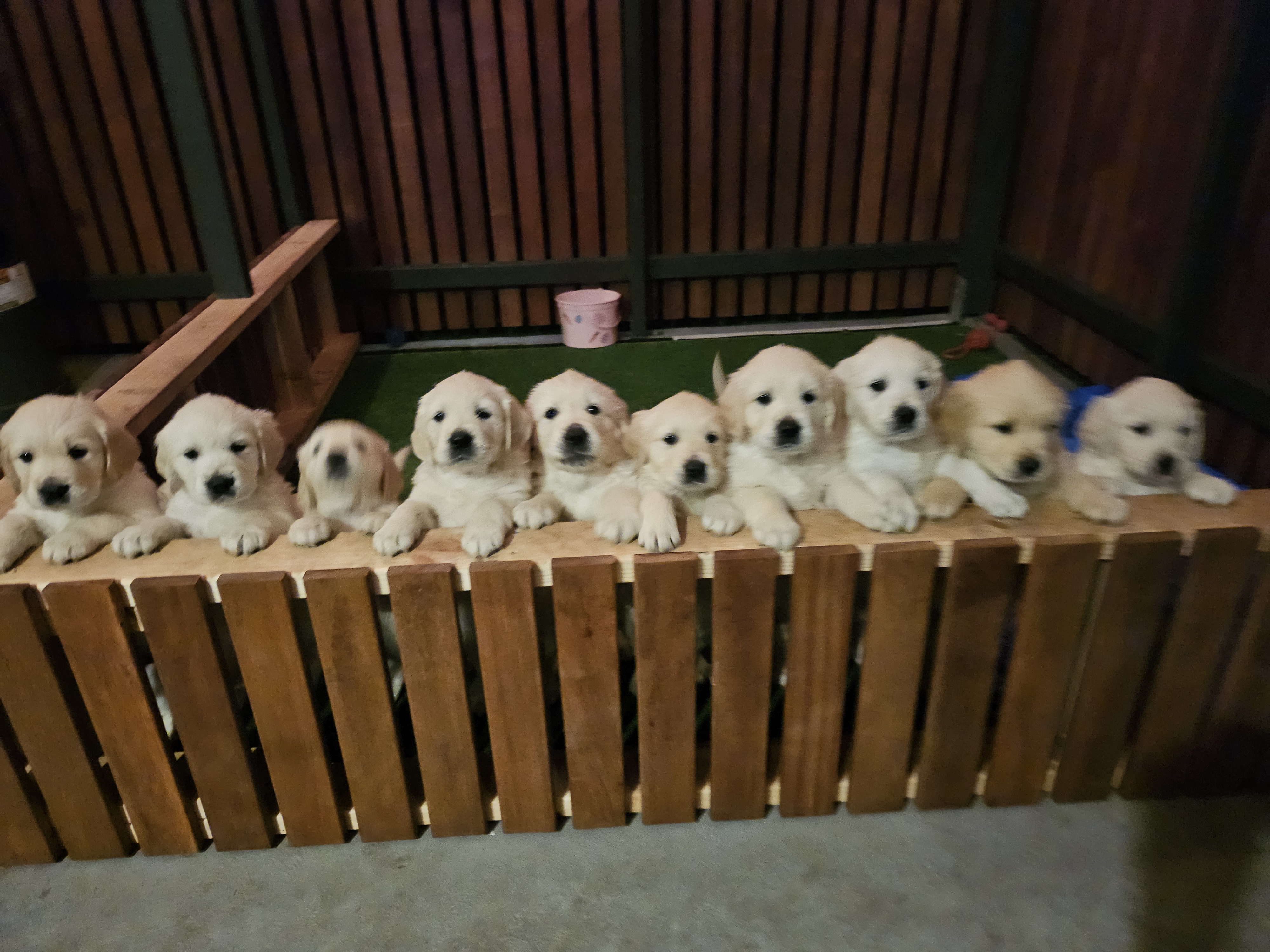 Golden Retriever for sale by ACCADONNA