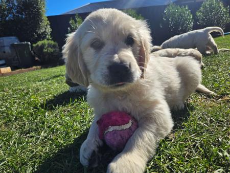 Golden Retriever for sale by ACCADONNA