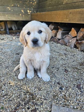 Golden Retriever for sale by ACCADONNA