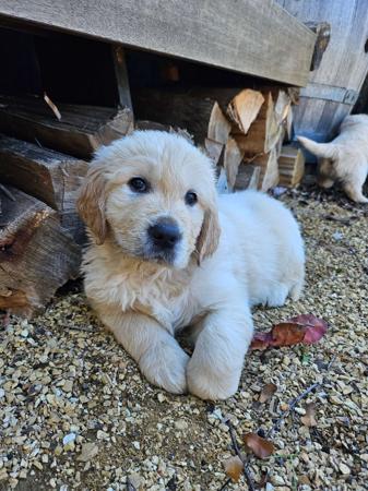 Golden Retriever for sale by ACCADONNA