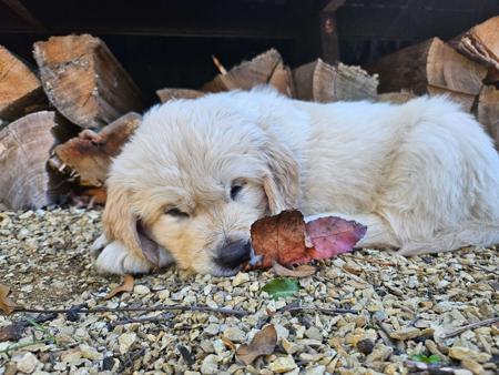 Golden Retriever for sale by ACCADONNA