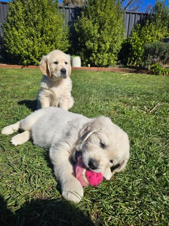 Golden Retriever for sale by ACCADONNA