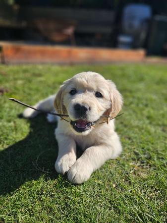 Golden Retriever for sale by ACCADONNA