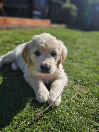 Golden Retriever for sale by ACCADONNA