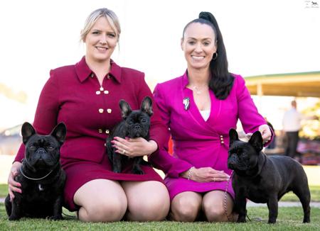 French Bulldog for sale by DADORE1