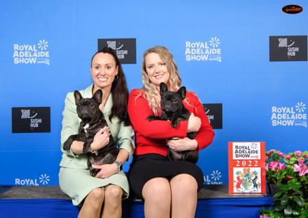 French Bulldog for sale by SOLACES