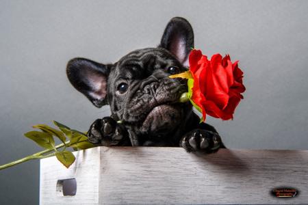 French Bulldog for sale by SOLACES