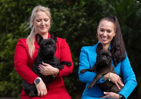 French Bulldog for sale by SOLACES