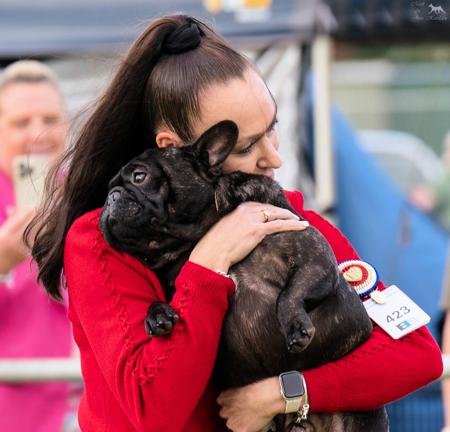 French Bulldog for sale by SOLACES