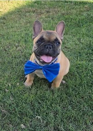 French Bulldog puppy for sale by AMITYALEXAS