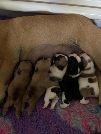 French Bulldog puppy for sale by AMITYALEXAS