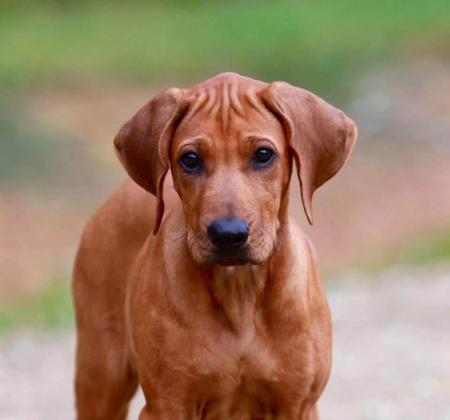 Rhodesian Ridgeback for sale by TIGANAA