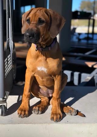 Rhodesian Ridgeback for sale by TIGANAA