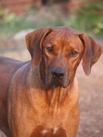 Rhodesian Ridgeback for sale by TIGANAA