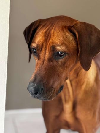 Rhodesian Ridgeback for sale by TIGANAA