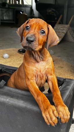 Rhodesian Ridgeback for sale by TIGANAA