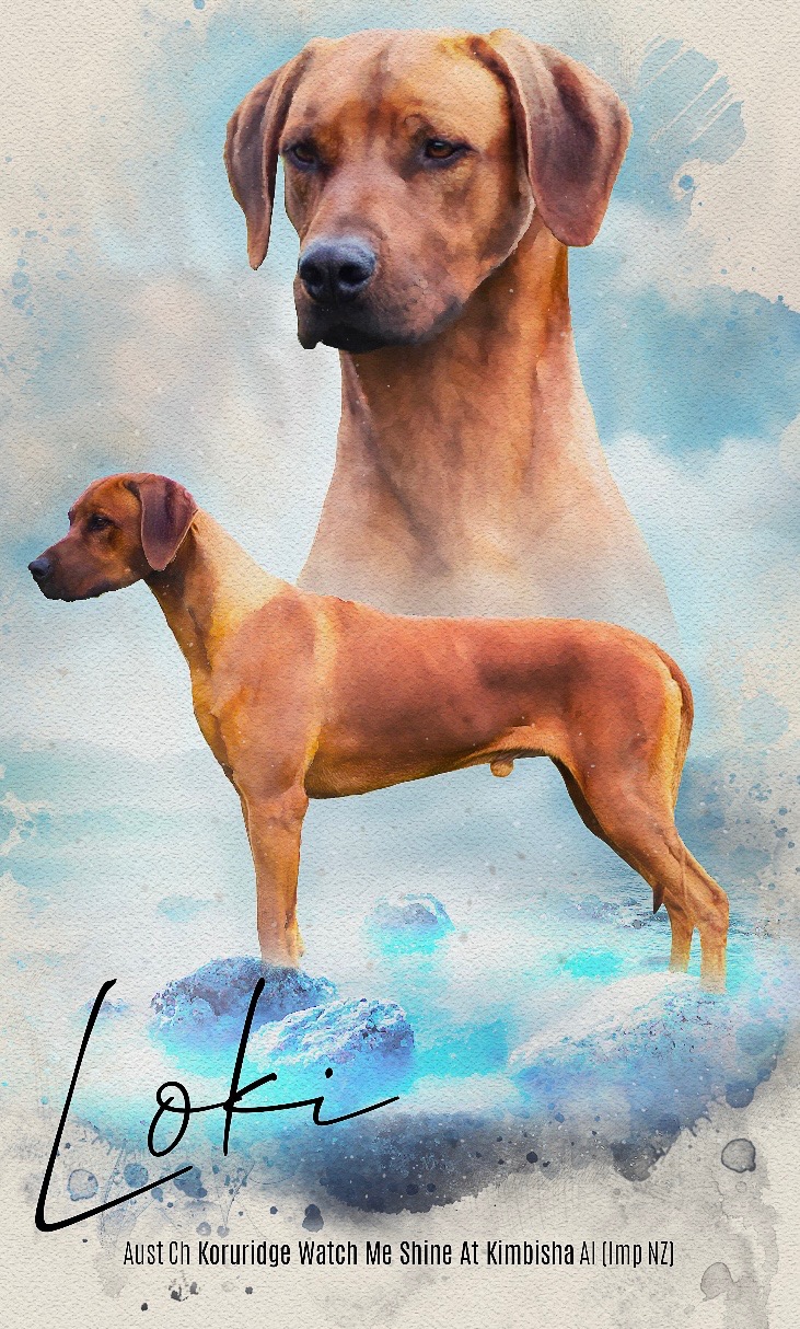 Koruridge Rhodesian Ridgebacks BISS (O) Aust Ch Koruridge Watch Me Shine At Kimbisha (AI) (Imp NZ ...