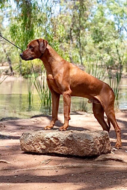 Koruridge Rhodesian Ridgebacks BISS (O) Aust Ch Koruridge Watch Me Shine At Kimbisha (AI) (Imp NZ ...