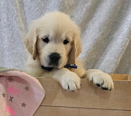 Golden Retriever for sale by GOLDIVINE