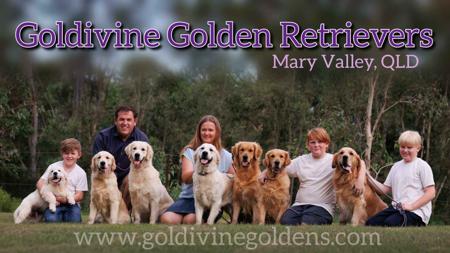 Golden Retriever for sale by GOLDIVINE