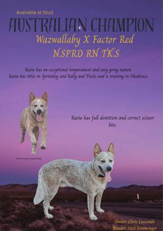 Aust Ch Wazwallaby X Factor Red N.SPRD RN TK.S Australian Cattle Dog