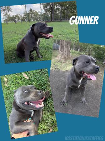 Staffordshire Bull Terrier for sale by KOSTIEL