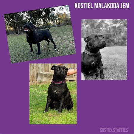 Staffordshire Bull Terrier for sale by KOSTIEL