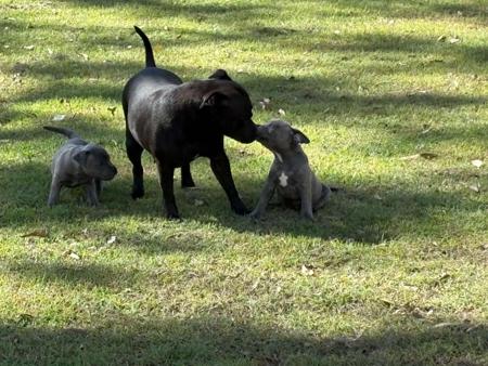 Staffordshire Bull Terrier for sale by KOSTIEL