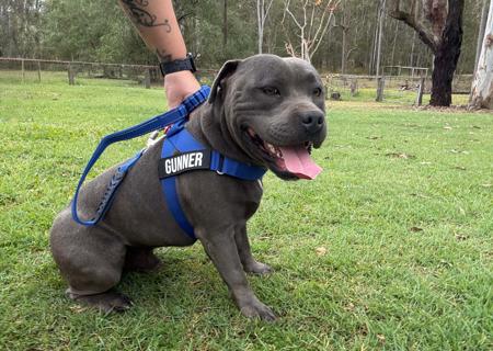 Staffordshire Bull Terrier for sale by KOSTIEL