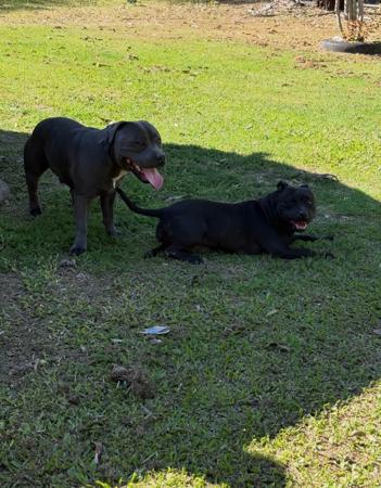 Staffordshire Bull Terrier for sale by KOSTIEL