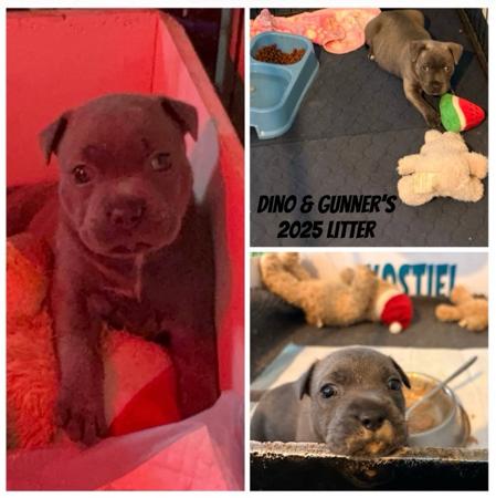 Staffordshire Bull Terrier for sale by KOSTIEL