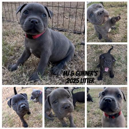 Staffordshire Bull Terrier for sale by KOSTIEL