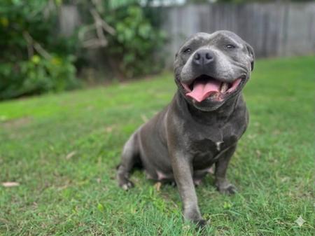 Staffordshire Bull Terrier for sale by KOSTIEL