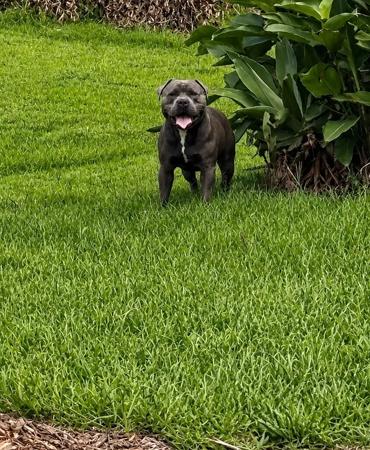 Staffordshire Bull Terrier for sale by KOSTIEL