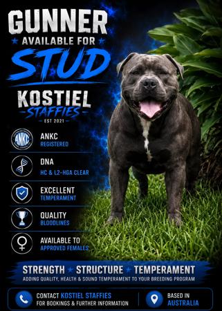 Staffordshire Bull Terrier for sale by KOSTIEL