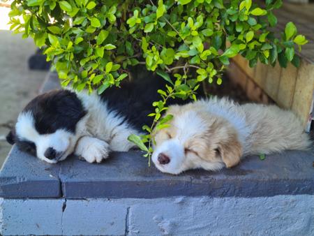 Border Collie for sale by IRIEANANCY