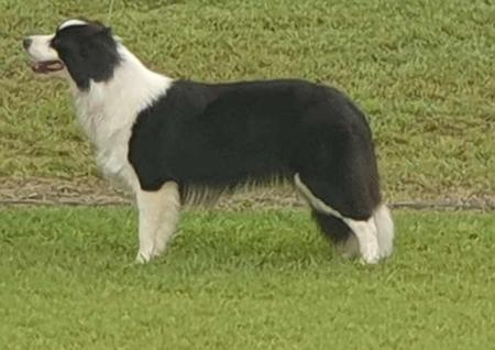 Border Collie for sale by IRIEANANCY