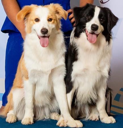 Border Collie for sale by IRIEANANCY