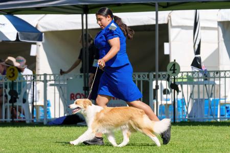 Border Collie for sale by IRIEANANCY