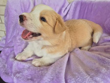Border Collie puppy for sale by CAPTAINSBORDERS